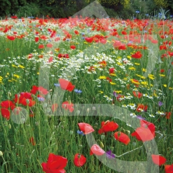 Rusti'flore - Prairie Fleurie