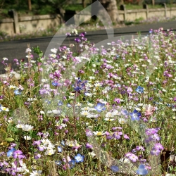 Gazon Fleuri - Prairie Fleurie