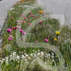 Gazon Fleuri - Prairie Fleurie