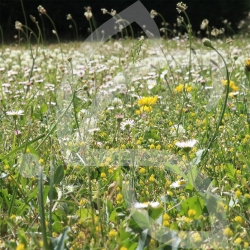 Gazon Fleuri - Prairie Fleurie