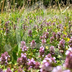 Gazon Fleuri - Prairie Fleurie