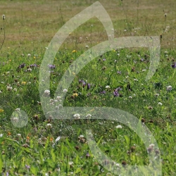 Gazon Fleuri - Prairie Fleurie