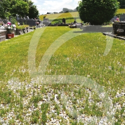 Pied de Mur - Prairie Fleurie