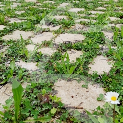 Pied de Mur - Prairie Fleurie