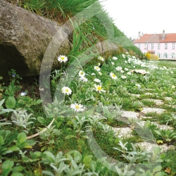 Pied de Mur - Prairie Fleurie