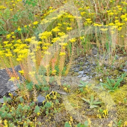 Pied de Mur - Prairie Fleurie