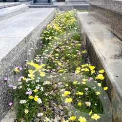 Pied de Mur - Prairie Fleurie