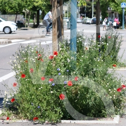 Pied de Mur - Prairie Fleurie