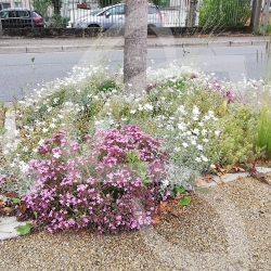 Pied de Mur - Prairie Fleurie