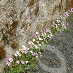 Pied de Mur - Prairie Fleurie