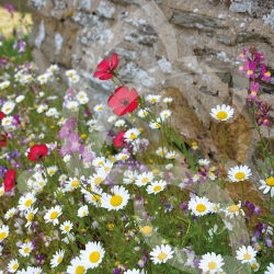 Pied de Mur - Prairie Fleurie