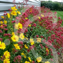 Pied de Mur - Prairie Fleurie