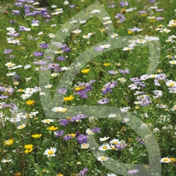 Pied de Mur - Prairie Fleurie