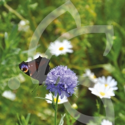 Pied de Mur - Prairie Fleurie