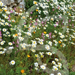 Pied de Mur - Prairie Fleurie